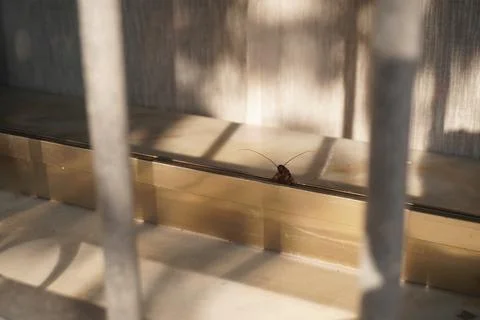 Cockroach stuck halfway in window frame Stock-Fotos