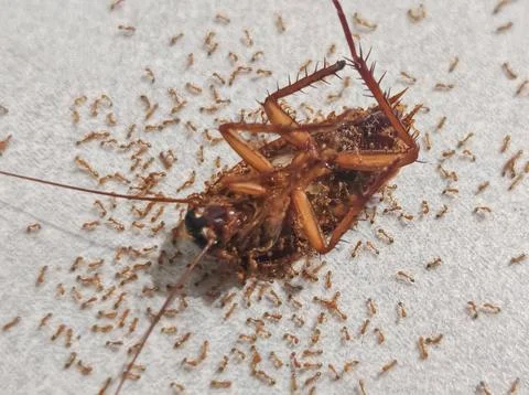 Cockroach surrounded by ants on paper surface, macro pest infestation detail Stock Photos