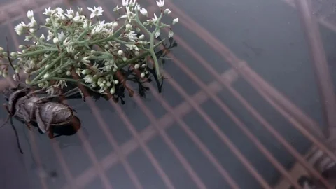 A cockroach on the table. Stock Footage 114851516