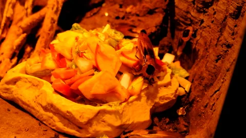 Cockroach in a terrarium. Selective focus. Stock Footage 262176638
