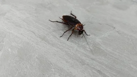 Cockroach on Textured Floor Surface Stock Photos