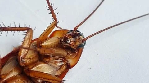 Cockroach on textured white background. Dead cockroach isolated background. Stock-Fotos