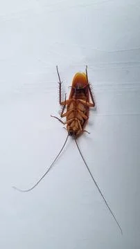 Cockroach on textured white background. Dead cockroach isolated background. Stock Photos