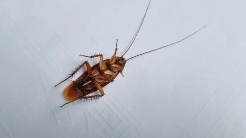 Cockroach on textured white background. Dead cockroach isolated background. Stock Photos