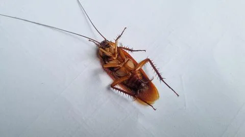 Cockroach on textured white background. Dead cockroach isolated background. Stock Photos