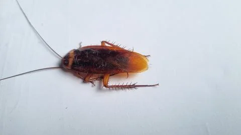 Cockroach on textured white background. Dead cockroach isolated background. Stock Photos