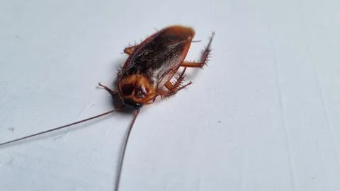 Cockroach on textured white background. Dead cockroach isolated background. Stock Photos