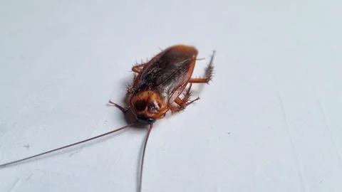 Cockroach on textured white background. Dead cockroach isolated background. Stock Photos