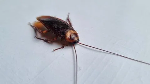 Cockroach on textured white background. Dead cockroach isolated background. Stock Photos