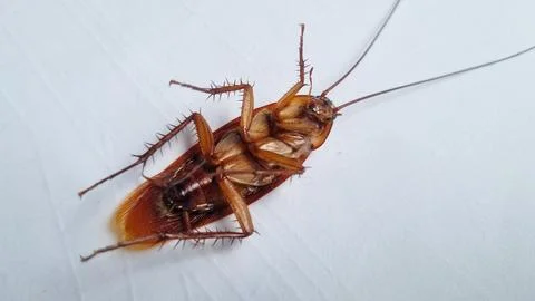 Cockroach on textured white background. Dead cockroach isolated background. Stock Photos