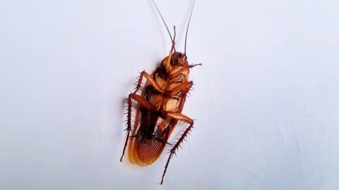 Cockroach on textured white background. Stock Footage 310535180