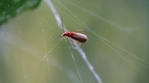 Cockroach in a trap Stock Footage 45703620