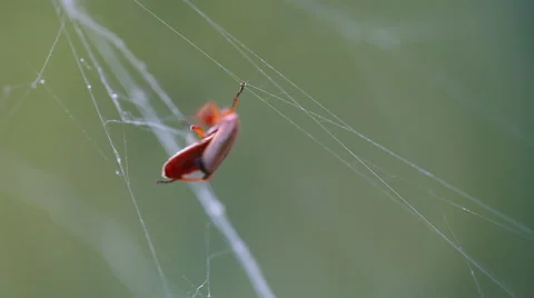 Cockroach in a trap Stock Footage 45704295