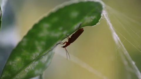 Cockroach in a trap Stock Footage 45704367