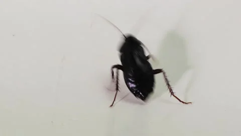 A cockroach tries to escape on a slippery surface Vídeos de archivo 179358316