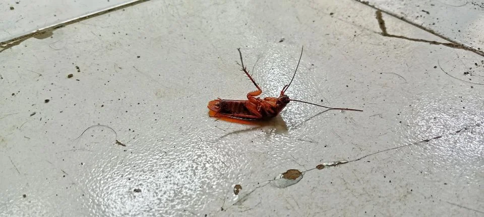Cockroach upside down on cracked ceramic floor 스톡 사진