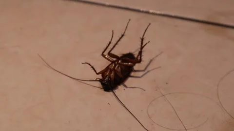 Cockroach upside down on the floor 動画素材 253799419