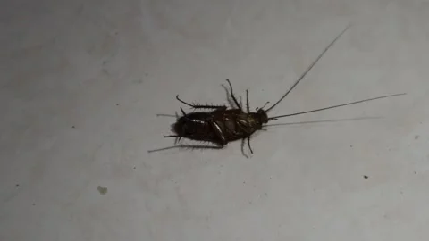Cockroach Upside Down On The Floor Stock Footage 280375347
