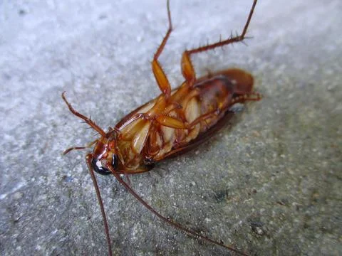 Cockroach upside down on the floor Stockfoto's