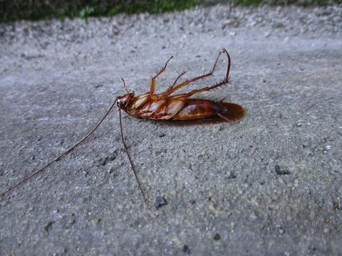 Cockroach upside down on the floor 写真素材