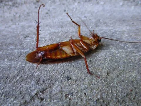 Cockroach upside down on the floor 写真素材