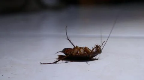 Cockroach upside down on the floor 写真素材