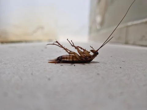 Cockroach upside down on the floor Stock Photos