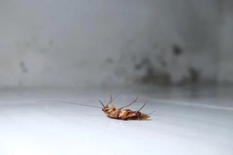 Cockroach upside down on the floor Stock Photos