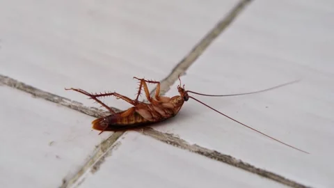 Cockroach upside down from side view Stock Footage 257642408