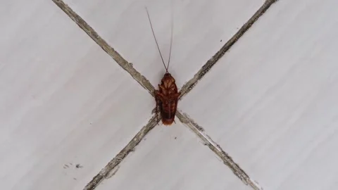 Cockroach Upside Down from Top View Stock Footage 257642473