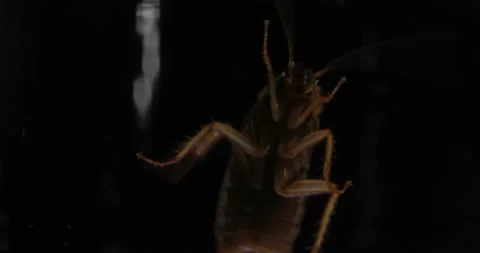 Cockroach Is A Vector Of Diseases Macro Mode Stock Footage 121716535