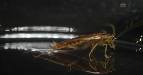 Cockroach Is A Vector Of Diseases Macro Mode Stock Footage 121717118