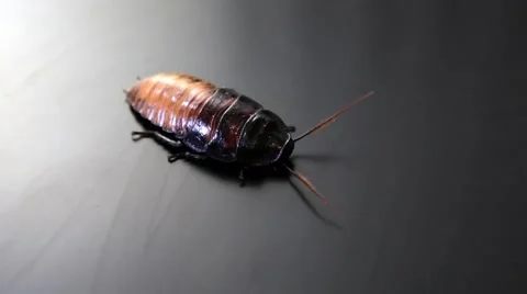 Cockroach Walking On a Black Surface Video stock 61434613