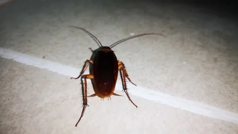 Cockroach walking on ground floor in bathroom at night Vídeos de archivo 141215549