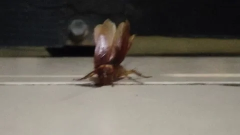 The cockroach is walking with its wings raised ready to fly Stock Footage 236929589