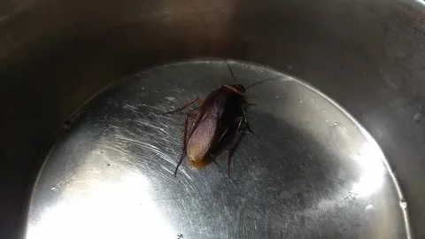 Cockroach walking on the kitchen pot, cockroach and dirty food, insect video Stock Footage 278664783