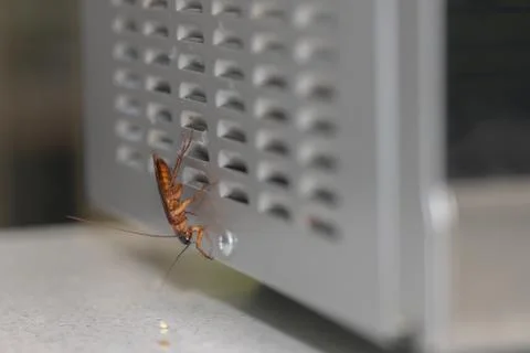 Cockroach Walking Over The Back Of A Microwave Stock Photos