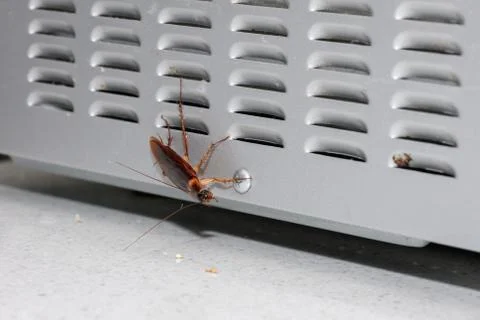 Cockroach Walking Over The Back Of A Microwave Stock Photos