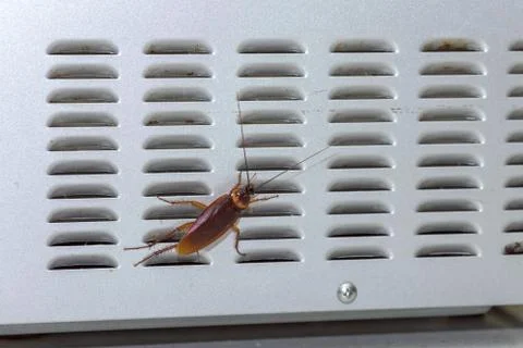 Cockroach Walking Over The Back Of A Microwave Stock Photos