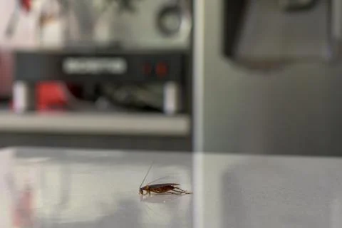 Cockroach walking over a kitchen Stock Photos