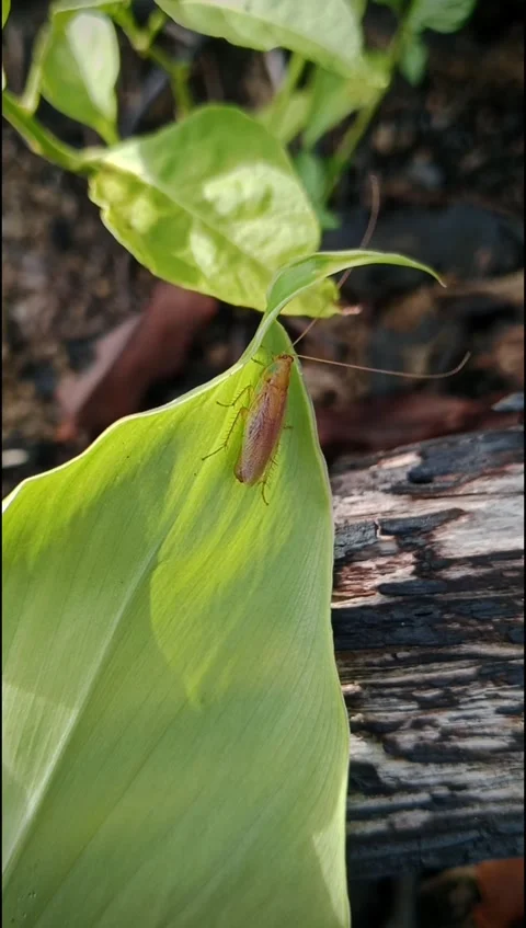 Cockroach Walking On Turmeric Leaf In Natural Garden Stock Footage 331831092