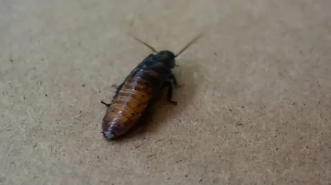 Cockroach Walking On a Wooden Surface Video stock 61434681