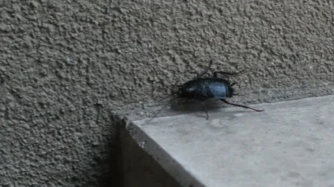 Cockroach walks and turns around a corner, Blatta orientalis, black beetle, Vídeos de archivo 146078112