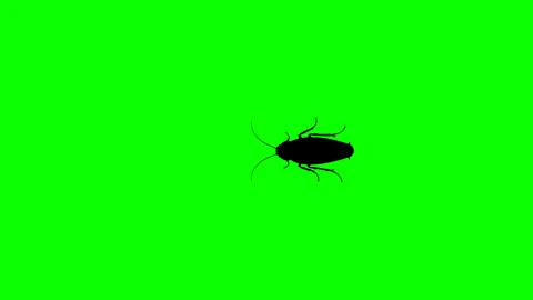 The cockroach walks straight forward Stock Footage 311841799