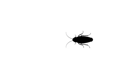The cockroach walks straight forward on white background Stock Footage 311841853