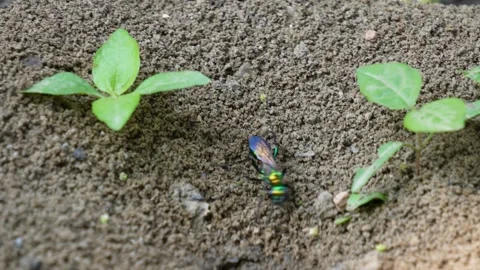A cockroach wasp scattering on soil Stock Footage 311728461