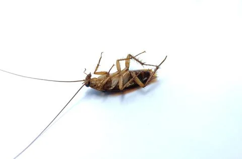 Cockroach with white back ground Stock Photos