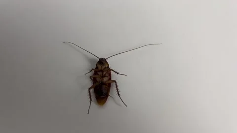 Cockroach on white background. Cockroach pest animal. Stock Footage 304989985