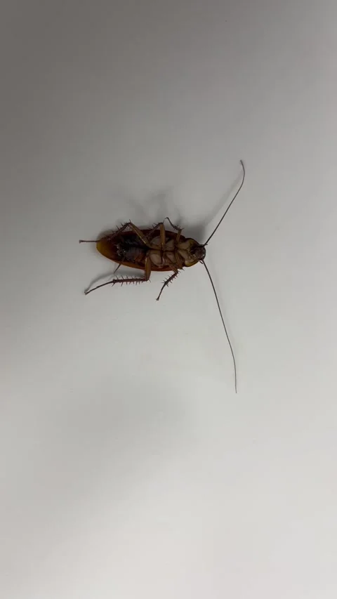 Cockroach on white background. Cockroach pest animal. Video stock 304989987