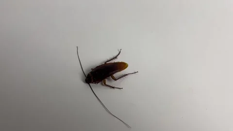 Cockroach on white background. Cockroach pest animal. Stock Footage 304989988